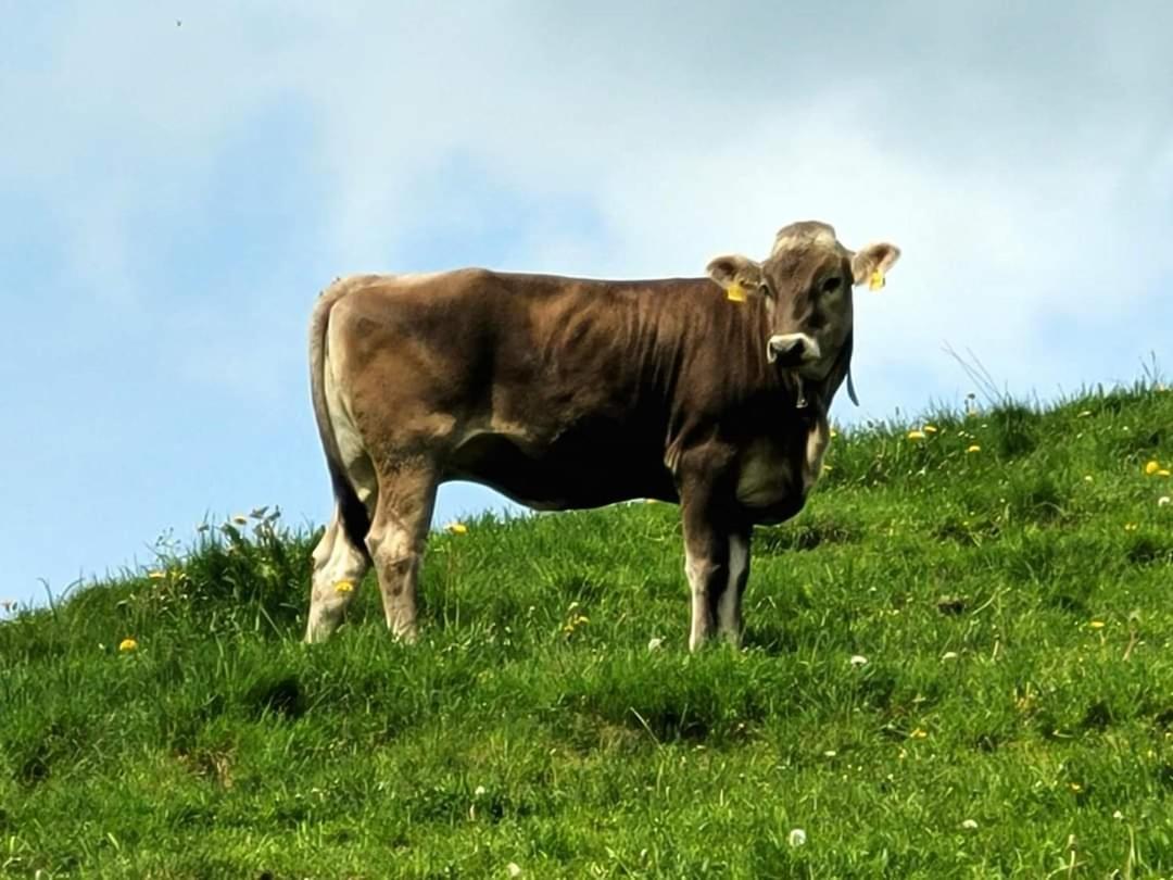 Alpenzeit Füssen